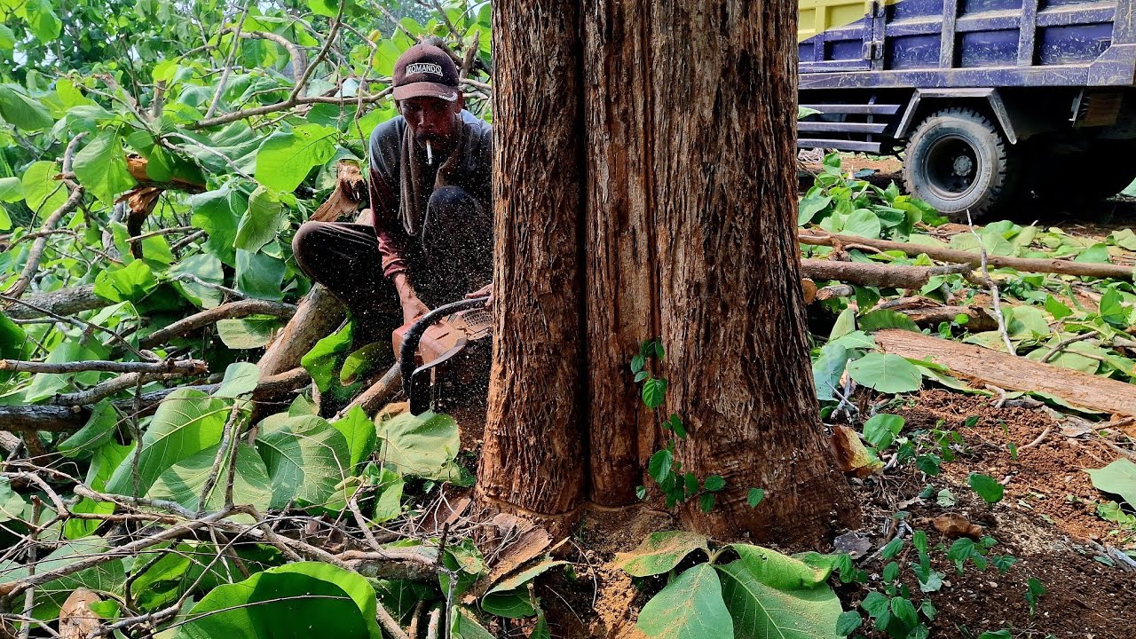 Tebang pohon jati kebun varietas super