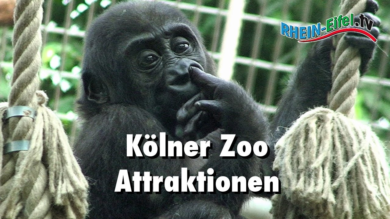 Kölner Zoo | Attraktionen | Rhein-Eifel.TV