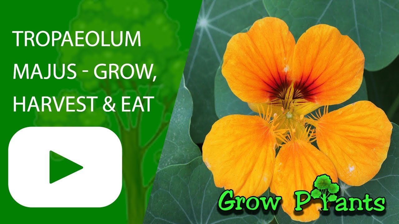 Tropaeolum majus - grow, care and harvest (flowers & leaves)