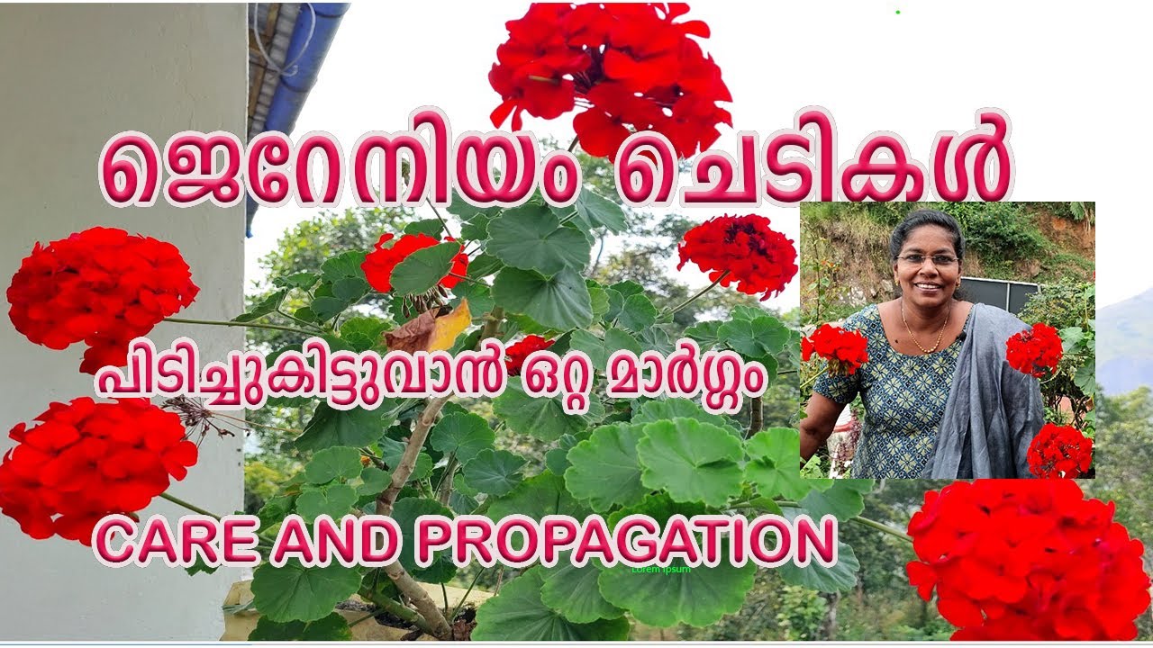 ജെറേനിയം ചെടികൾ പിടിച്ചുകിട്ടുവാൻ ഒറ്റ മാർഗ്ഗം-  CARE AND PROPAGATION OF GERANIUM /potting mixture