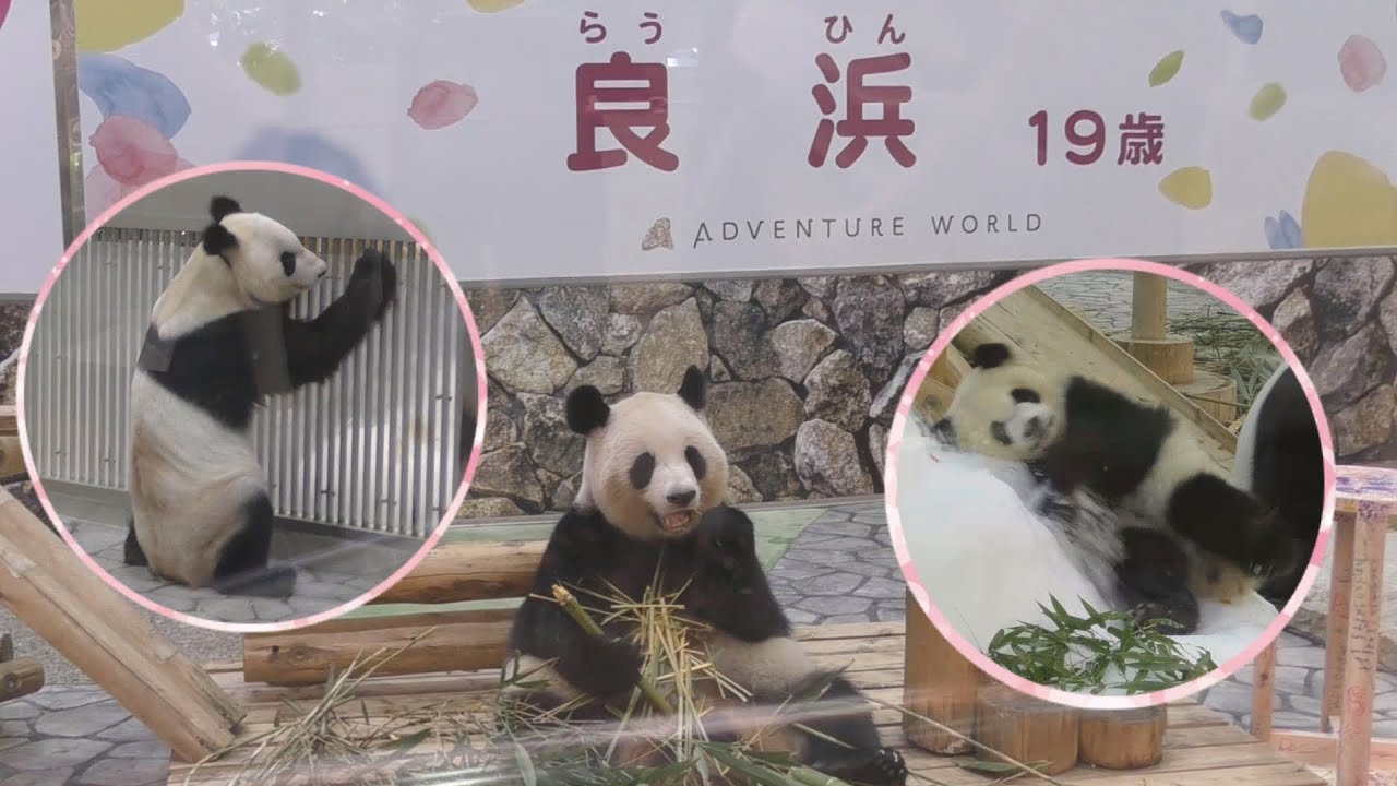 【おめでとう🎊】良浜ママ19歳✨🐼ハッピーバースデー🎂【with彩浜＆永明パパ】Giant Panda -Rauhin -☆Happy 19th Birthday🎂🎊