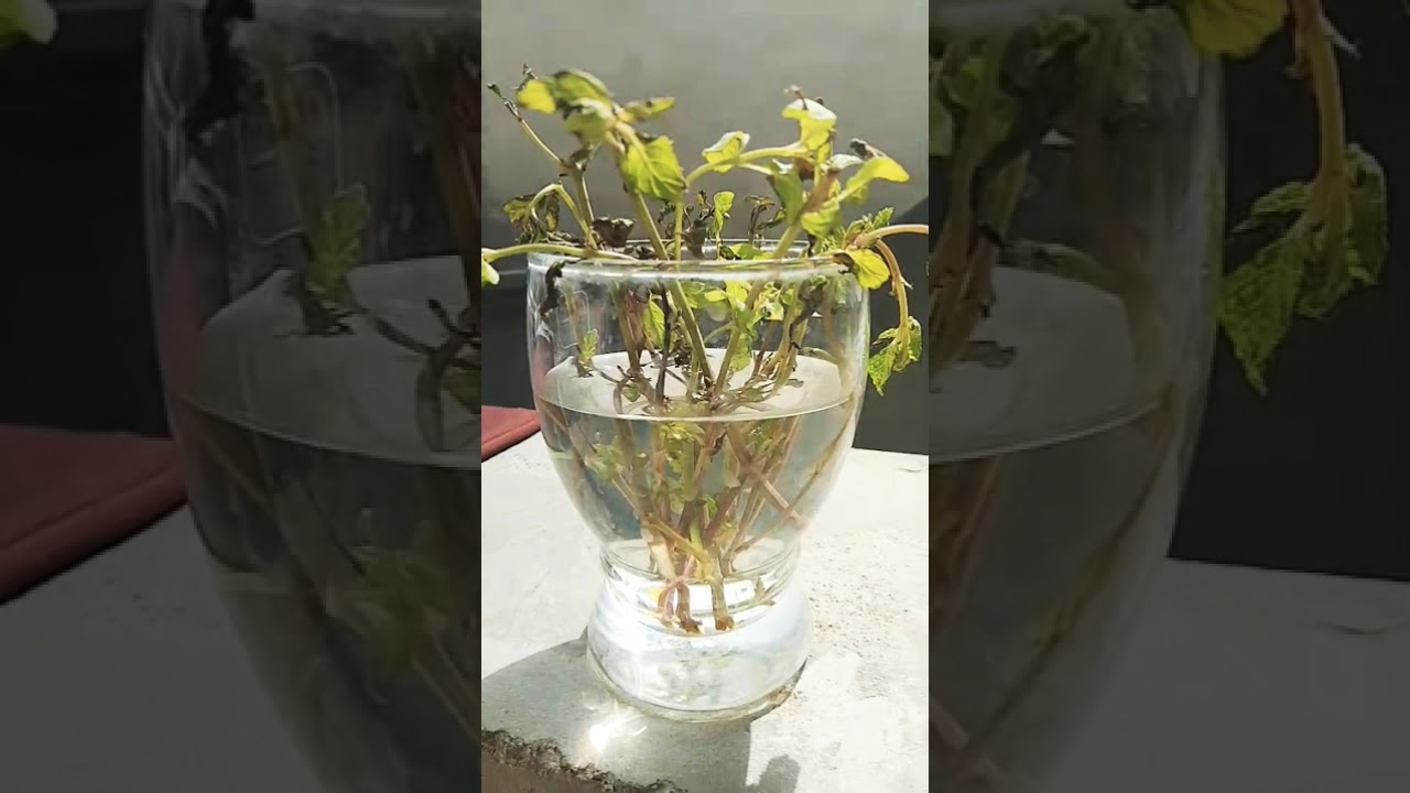 No Soil Needed! Grow Mint in Water Fast 🌱 #shortsvideo #mint #watermethod