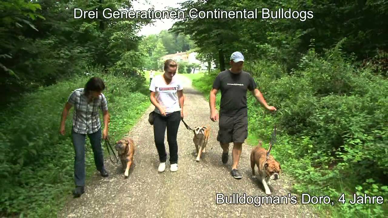 Continental Bulldog - a history of big hearts