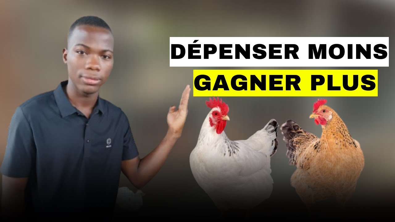 3 Secrets pour augmenter ses bénéfices en élevage de poulet