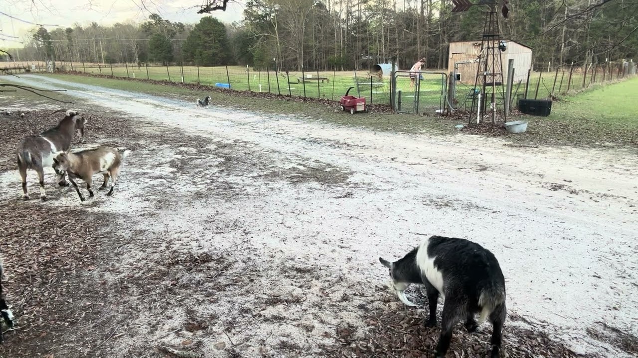 After getting butted a few times a Small change to routine =safe in  the Goat Pen 🐐