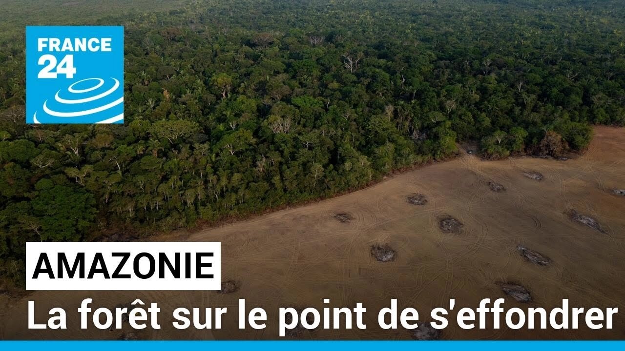 Déforestation en Amazonie: elle ralentit mais pas assez • FRANCE 24