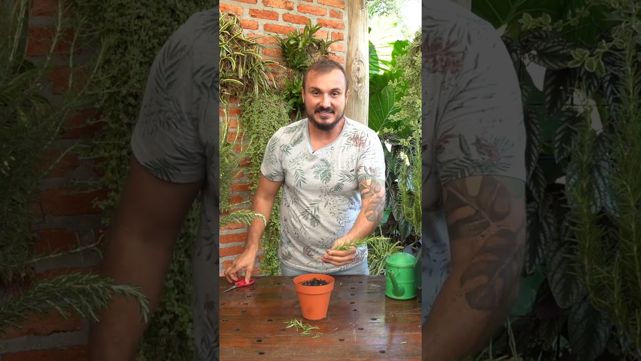 Como fazer mudas de ALECRIM em casa #shorts #dica #cultivo