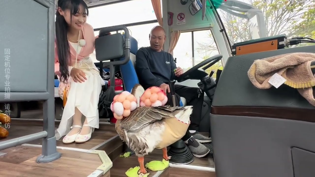 The goose got to ride the bus for the first time