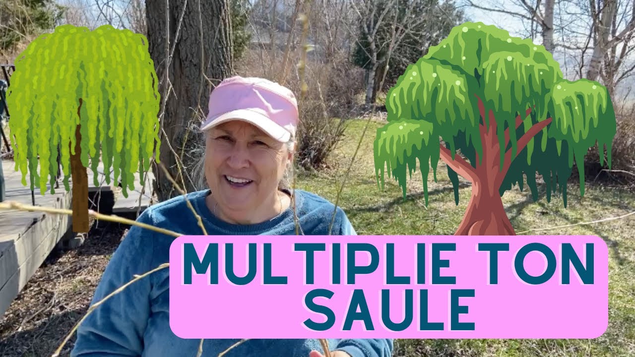 Comment multiplier un saule? - capsule horticole