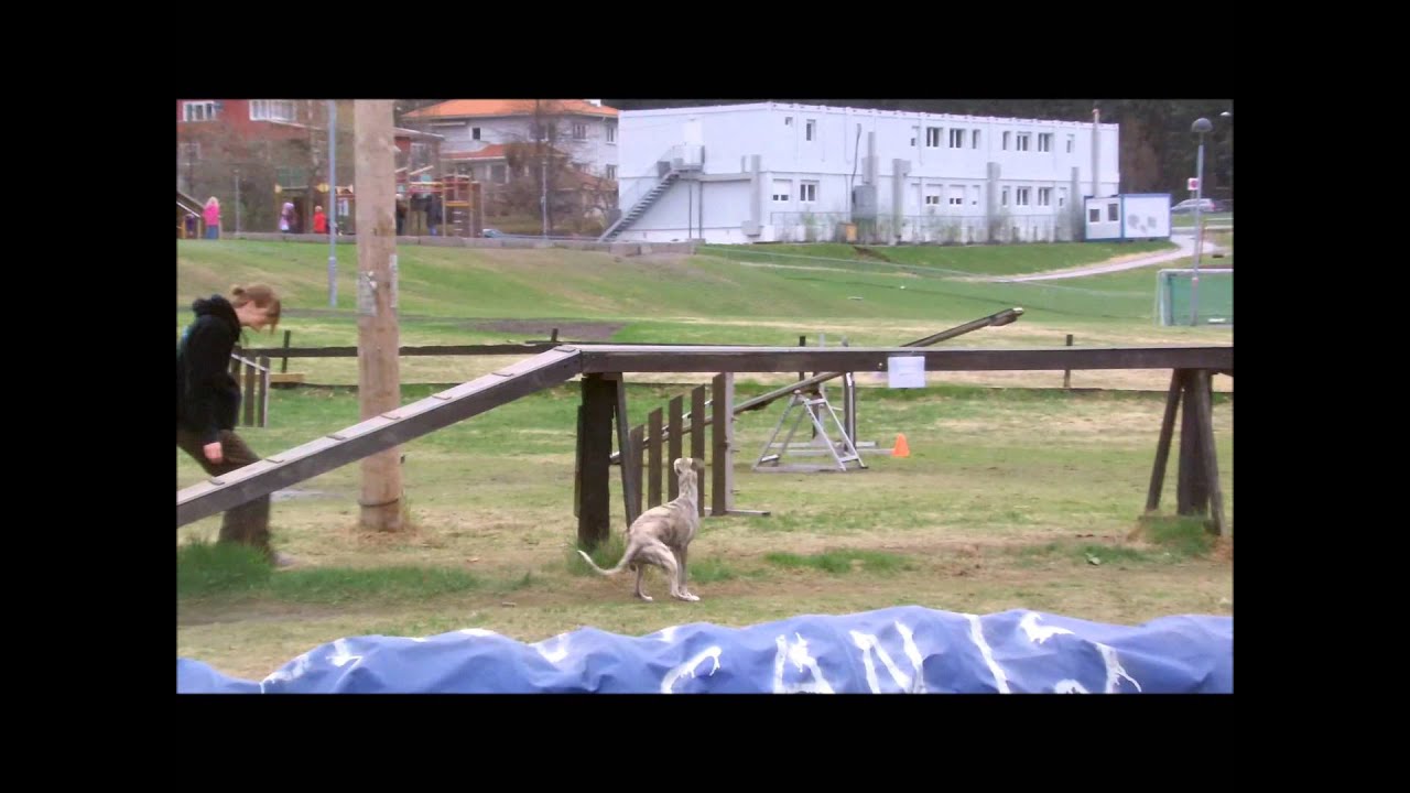 Agility nybegynner