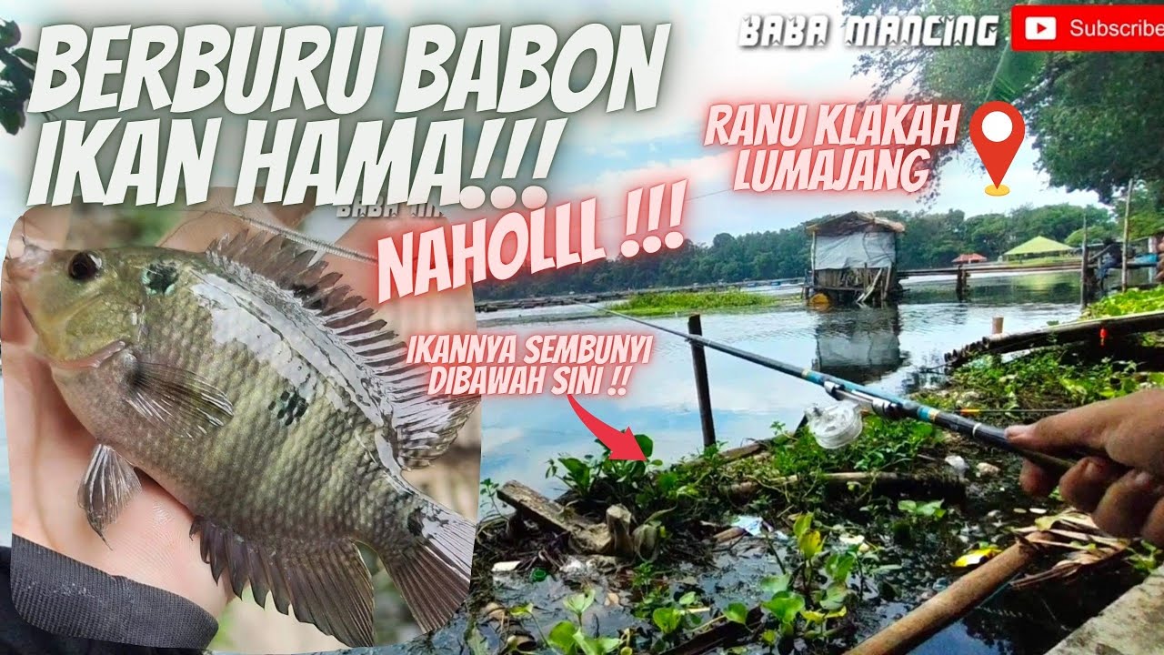 STRIKE DILUAR DUGAAN‼️ISINYA JUTAAN IKAN HAMA DI RANU KLAKAH LUMAJANG I Mancing Ikan Lohan #fishing