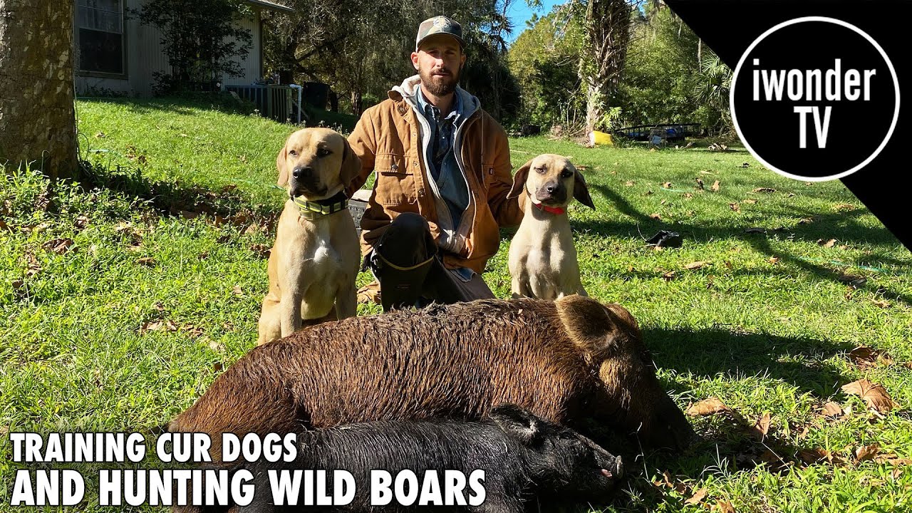 Hog Hunting With Dogs And The Python Cowboy
