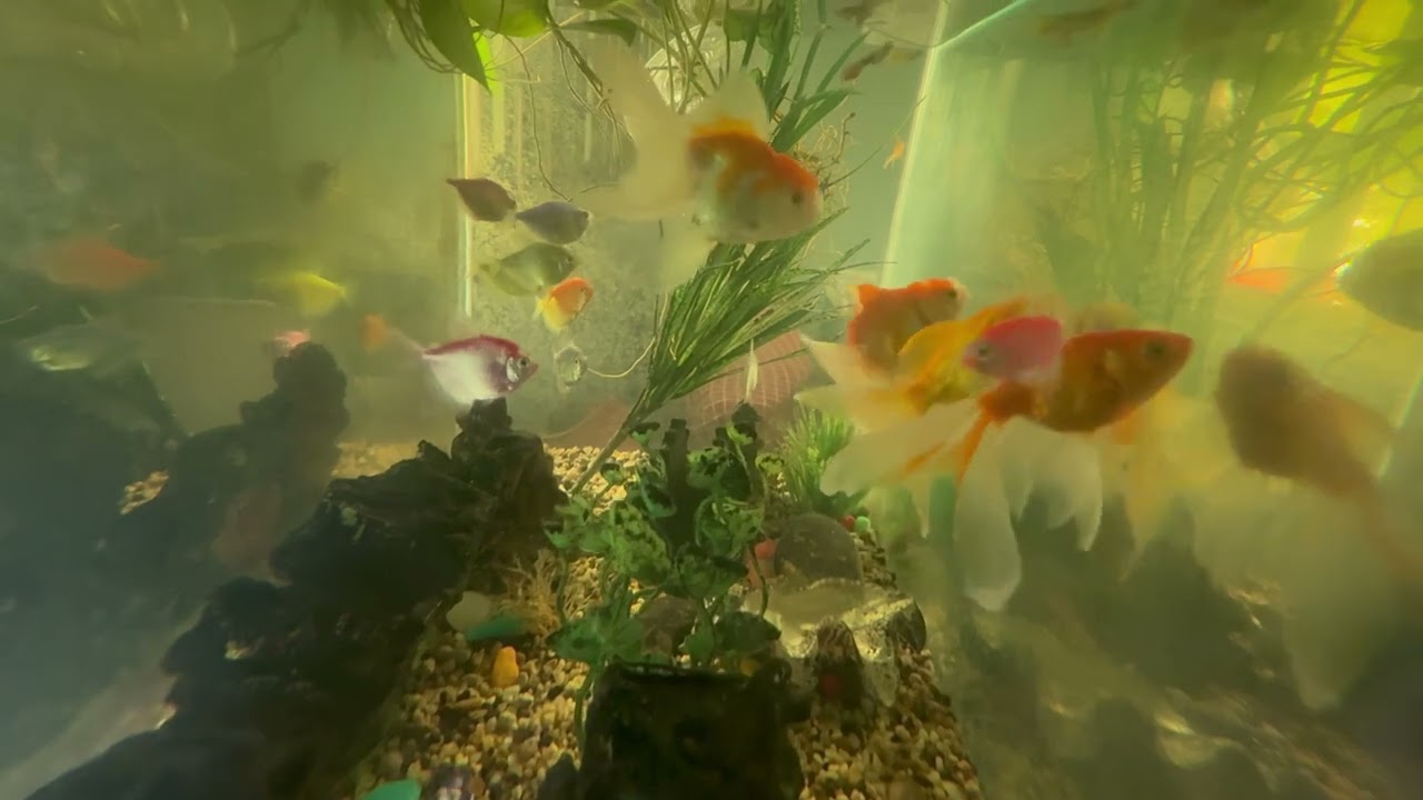 Viral guppy , tetra,gold fish #most watched #colourful fishes #fish #nature #petfish 