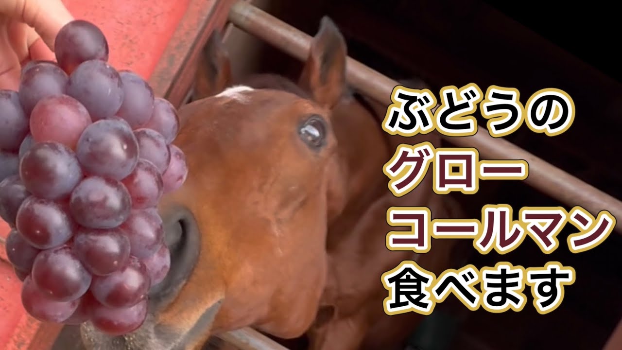 ぶどうのグローコールマン食べます　#引退馬 #horse #馬 #なみあし会 #ぶどう狩り 