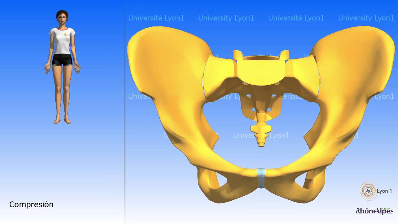 Artrología de la pelvis la sínfisis del pubis