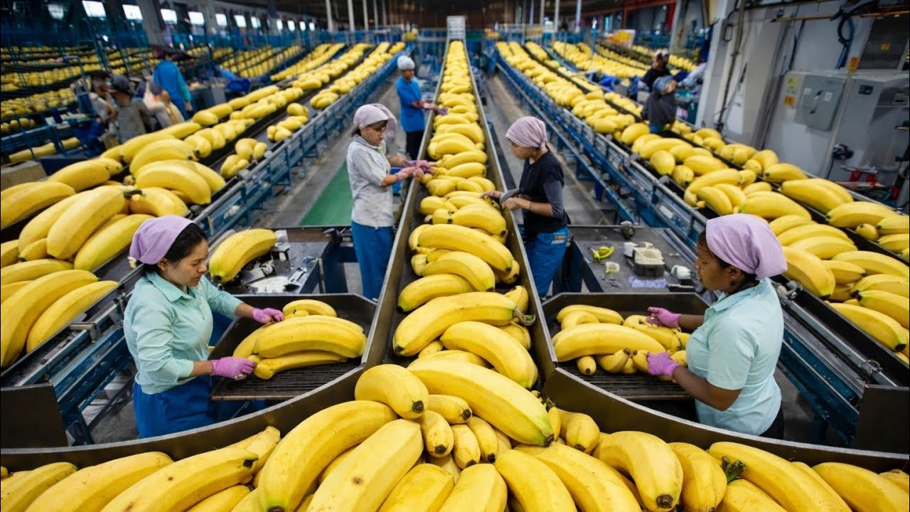 Inside the Banana Factory : How Millions of Bananas Are Sorted Every Day