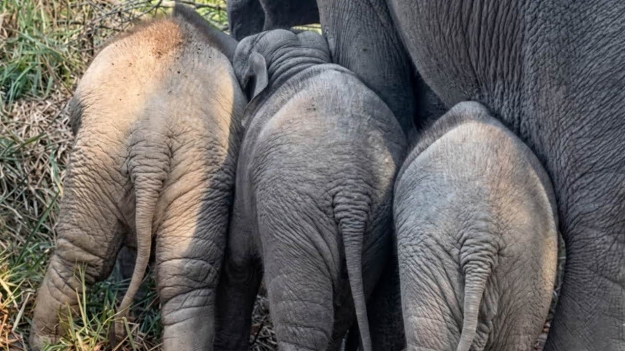 The Cutest Trio: Baby Elephants Snuggling Close to Mom