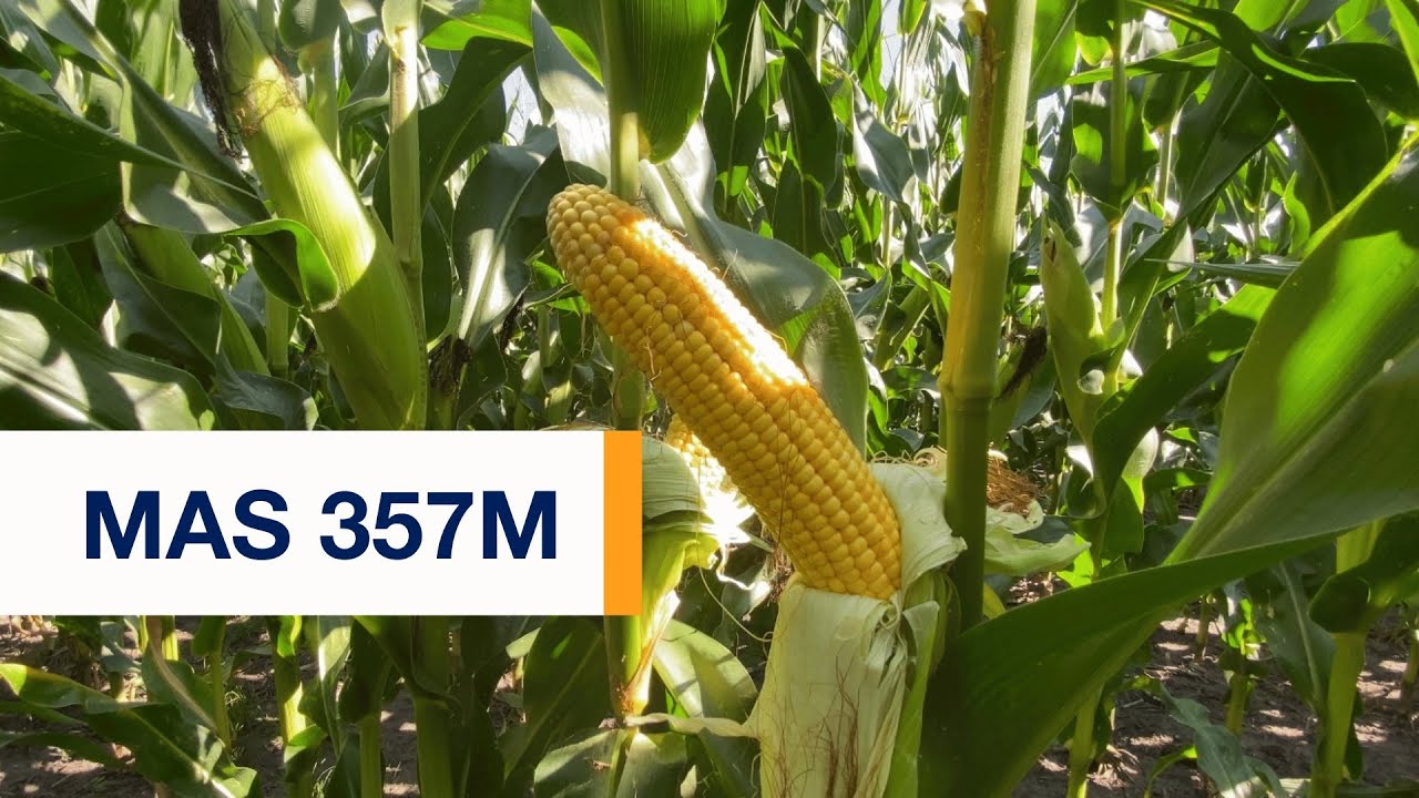 🌽 Максимум врожаю навіть за нестачі вологи? — Це MAS 357M.