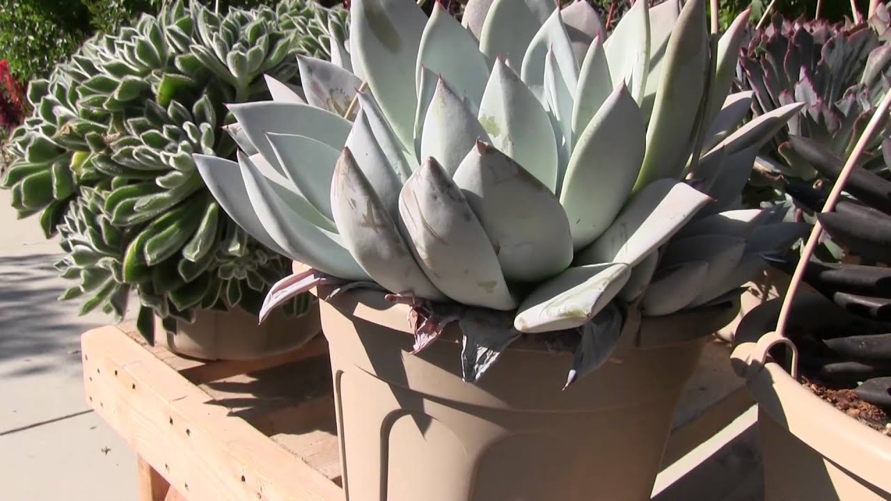 Tender Succulents: Part 1