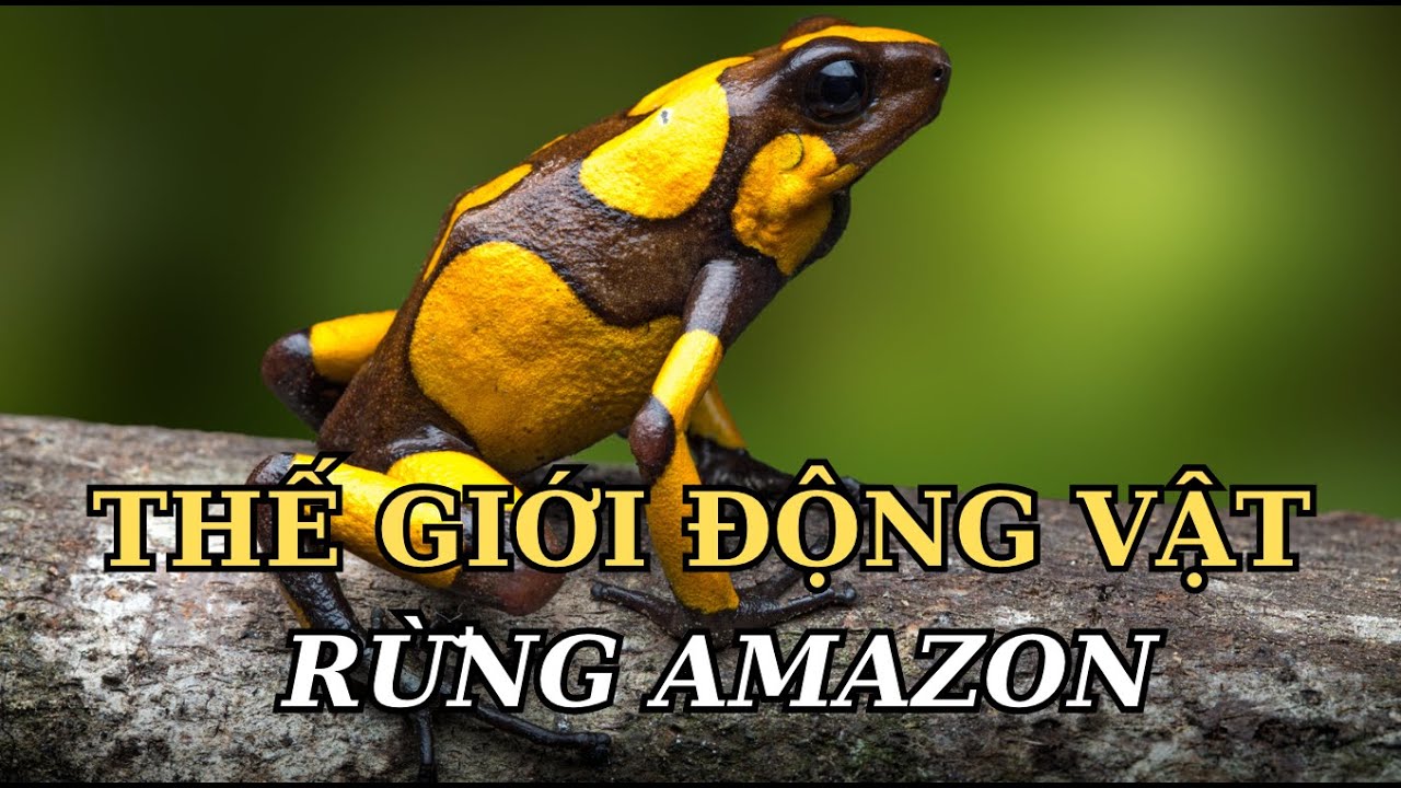 HỆ SINH THÁI ''RỪNG NHIỆT ĐỚI AMAZON'' #matmathiennhien #animals #amazon #viralvideo