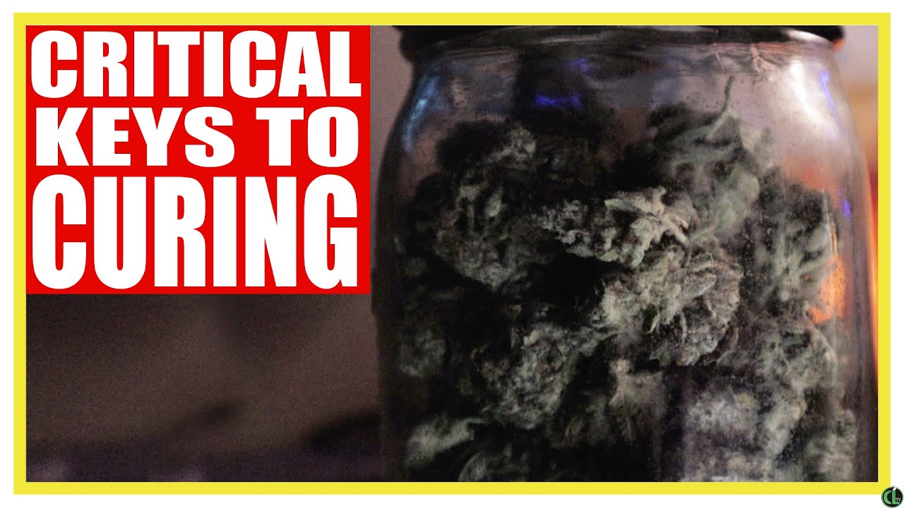 CURING WEED For the Best Smell and Flavor (BEST TIPS!!!)