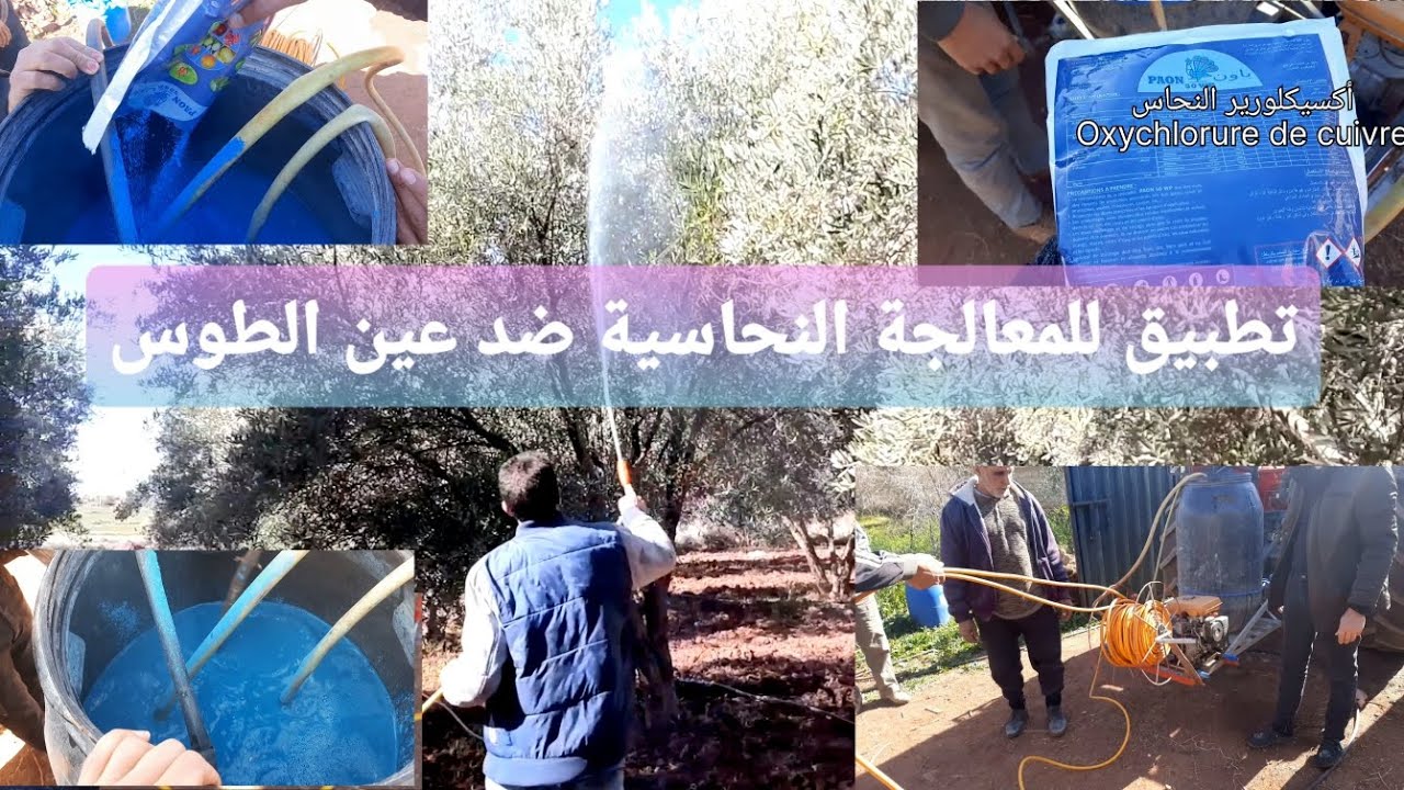 مثال تطبيقي للمعالجة الوقائية ضد مرض عين الطوس باستعمال أكسيكلورير النحاس.