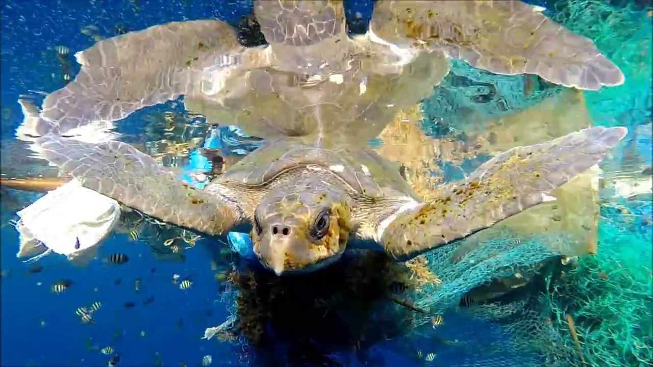 Turtle Rescue 2014