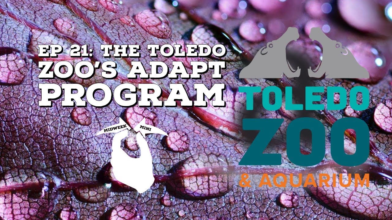 Midweek Mini Ep 21: The Toledo Zoo Adapt Program
