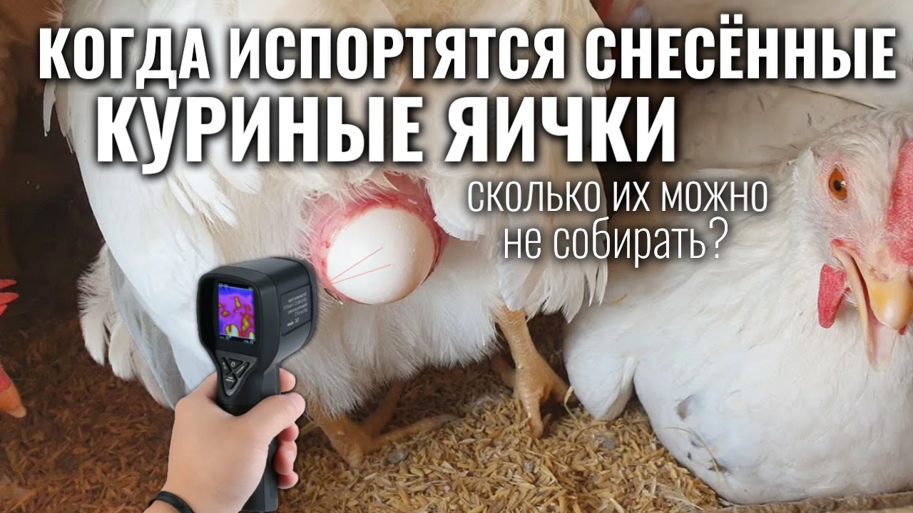 Когда испортятся СНЕСЁННЫЕ В КУРЯТНИКЕ ЯЙЦА