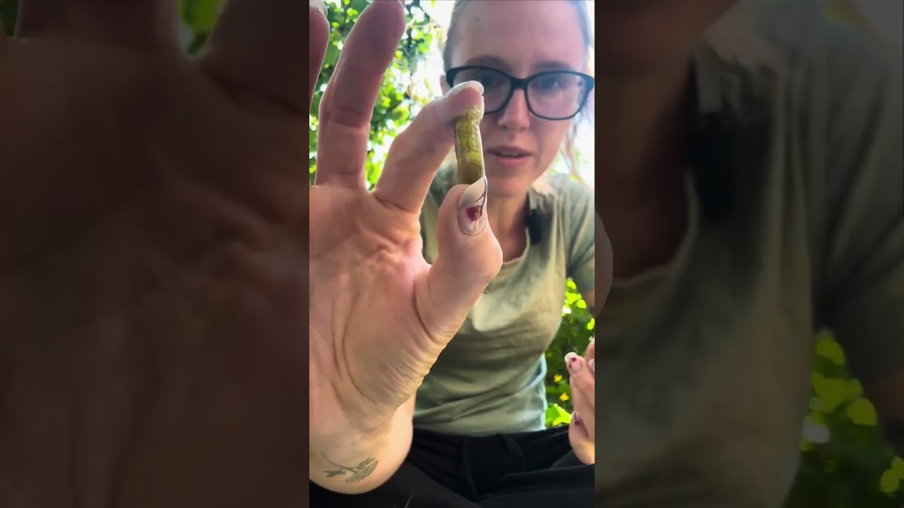 CBD capsules &ndash; everything you need to know in 3 minutes!