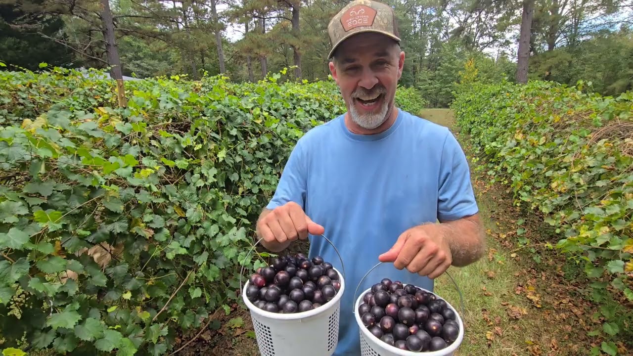 Работа на ферме MUSCADINE