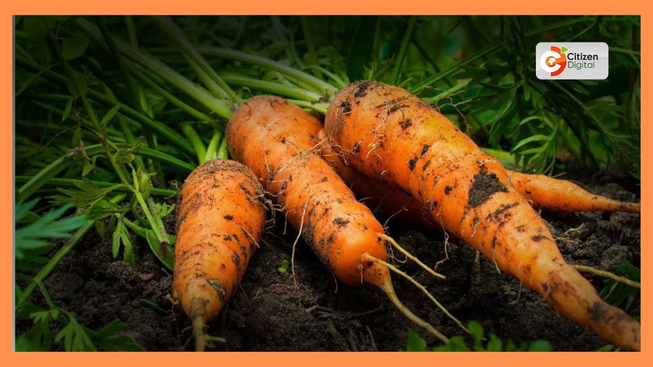 Kenya's Gold | Carrots farming in Kenya