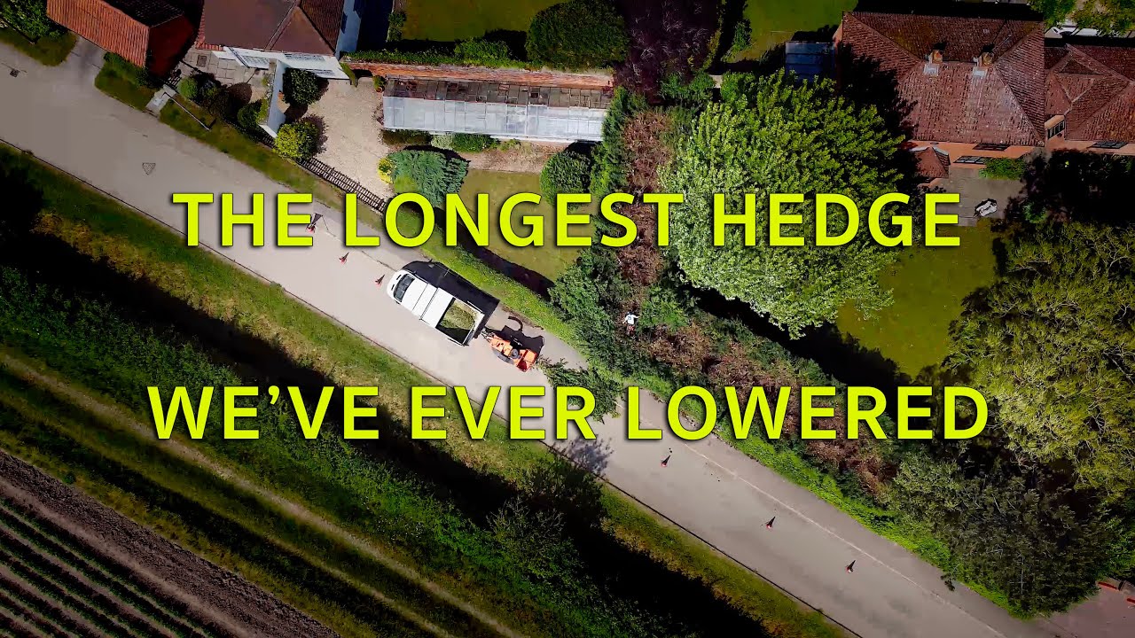 Lowering a LONG Conifer Hedge