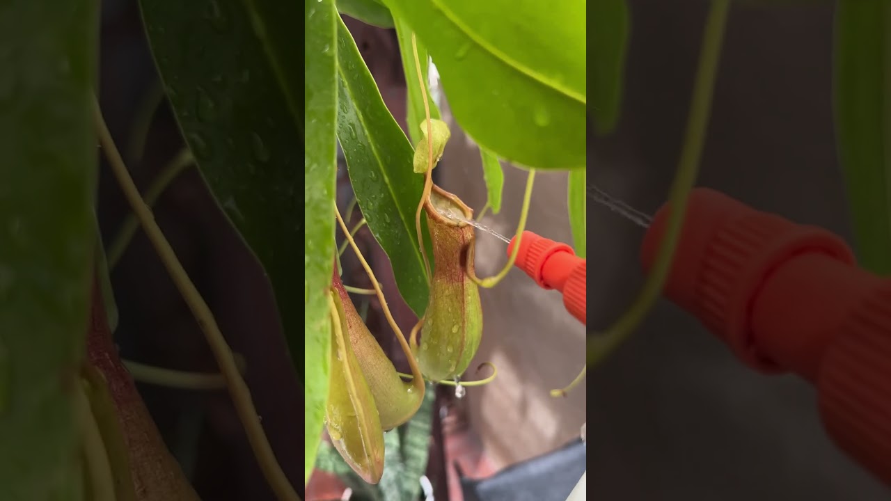 Watering My Pitcher Plants