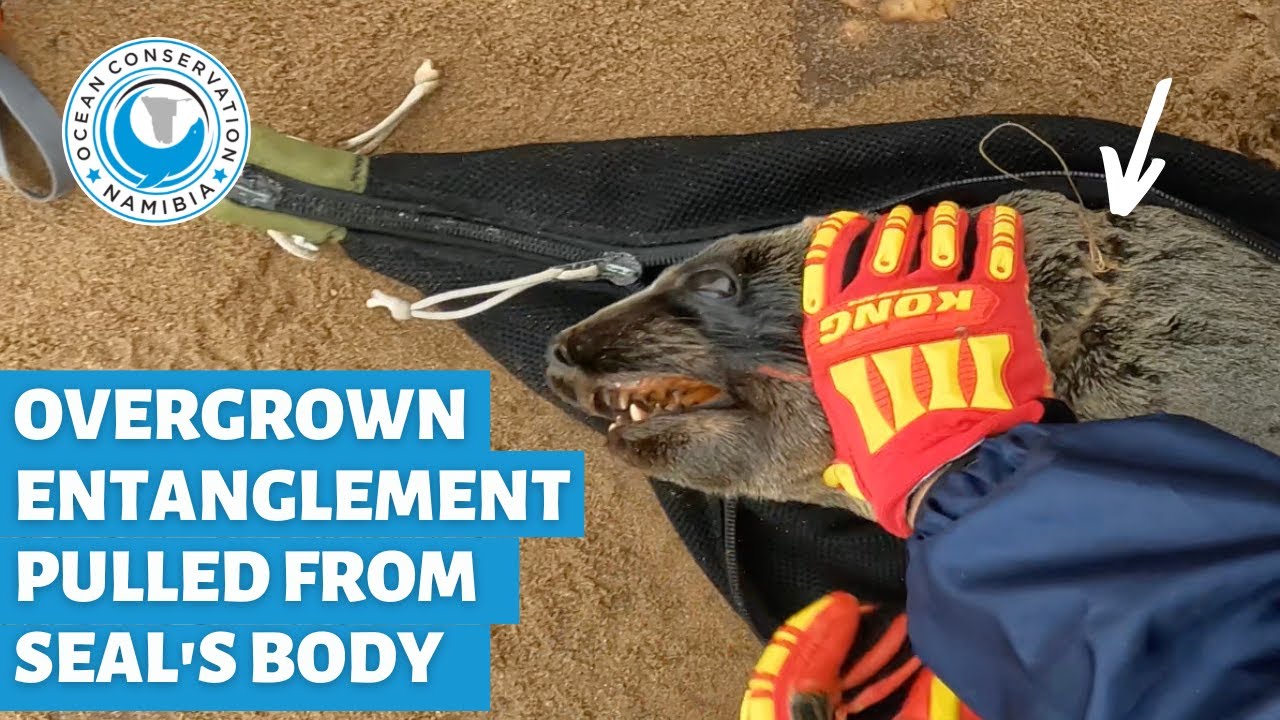Overgrown entanglement pulled from seal's body