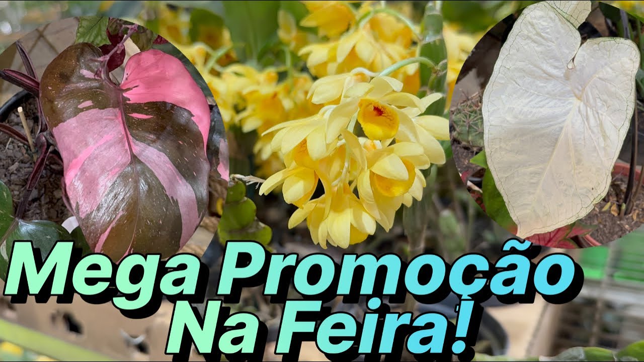 Plantas Lindas e Baratas na Feira! 