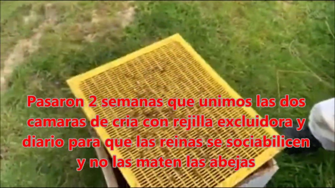 Colmena Doble Reina 2- parte (resultados y consejos para crecer en abejas y produccion de miel)