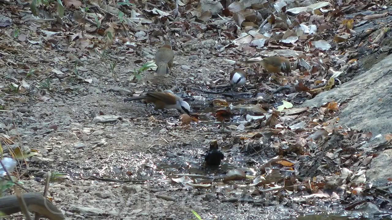 Laughingthrushes (Garrulax sp.), Cambodia. 20160313_161024.m2ts