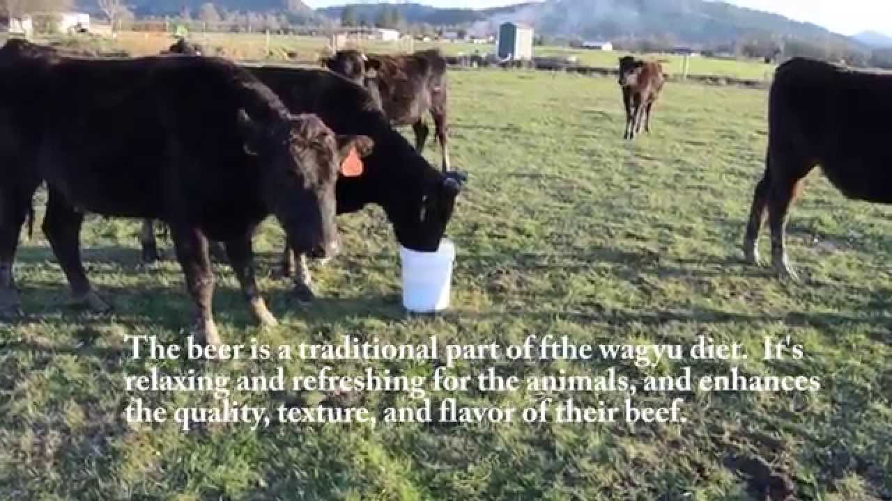 Wagyu Drinking Beer