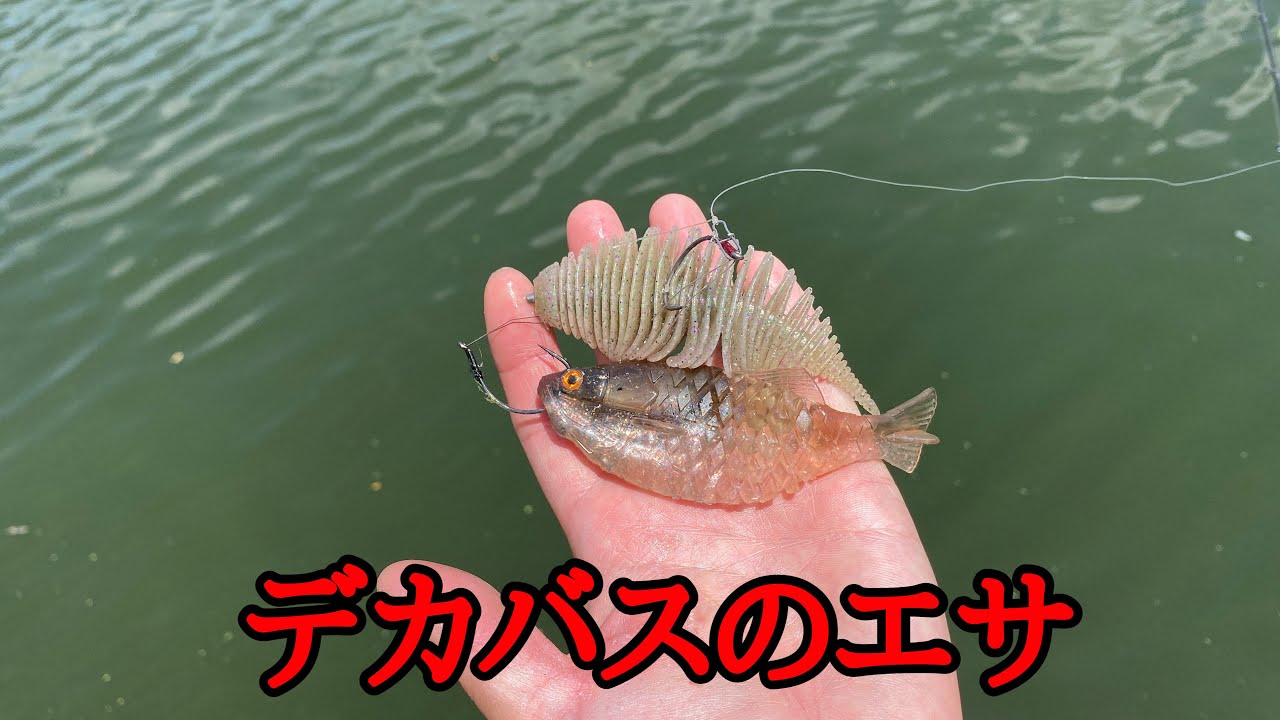 夏のため池はギル系を使ってみてください。