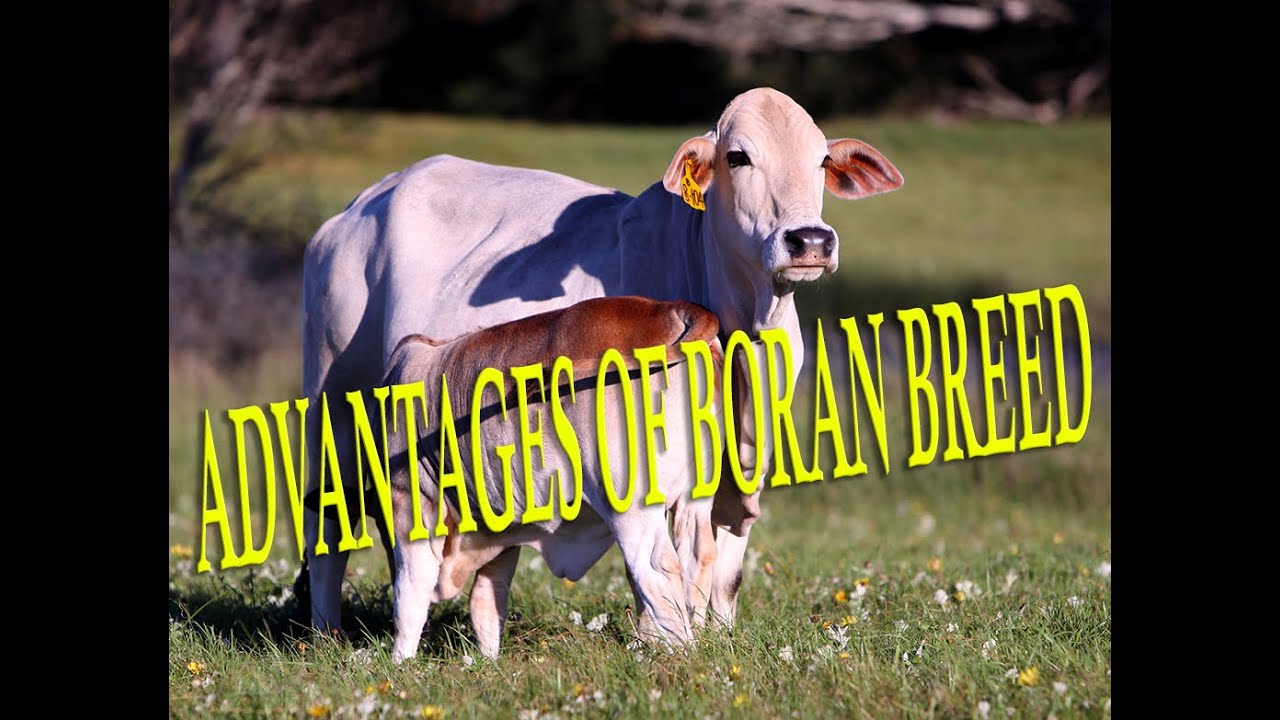 ADVANTAGES OF BORAN CATTLE BREED (US ENGLISH) 2022