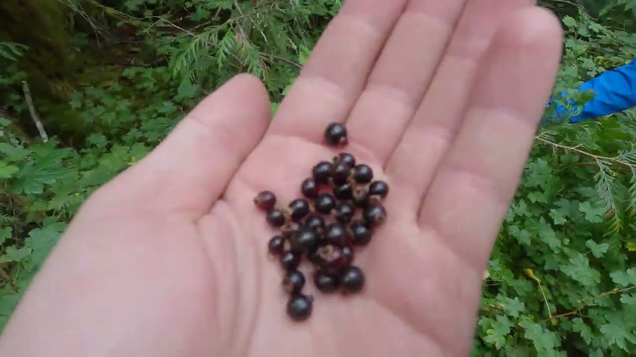 Дикая черная смородина