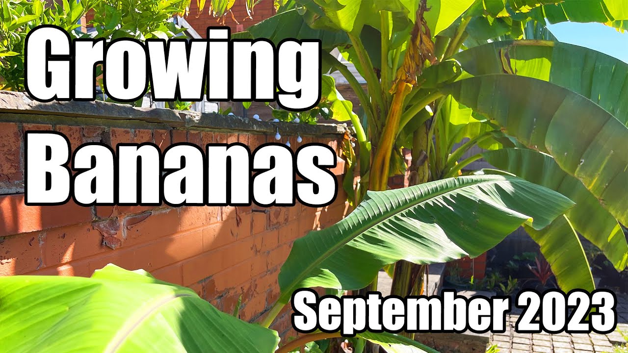 Growing Bananas Outdoors In The UK - September 2023