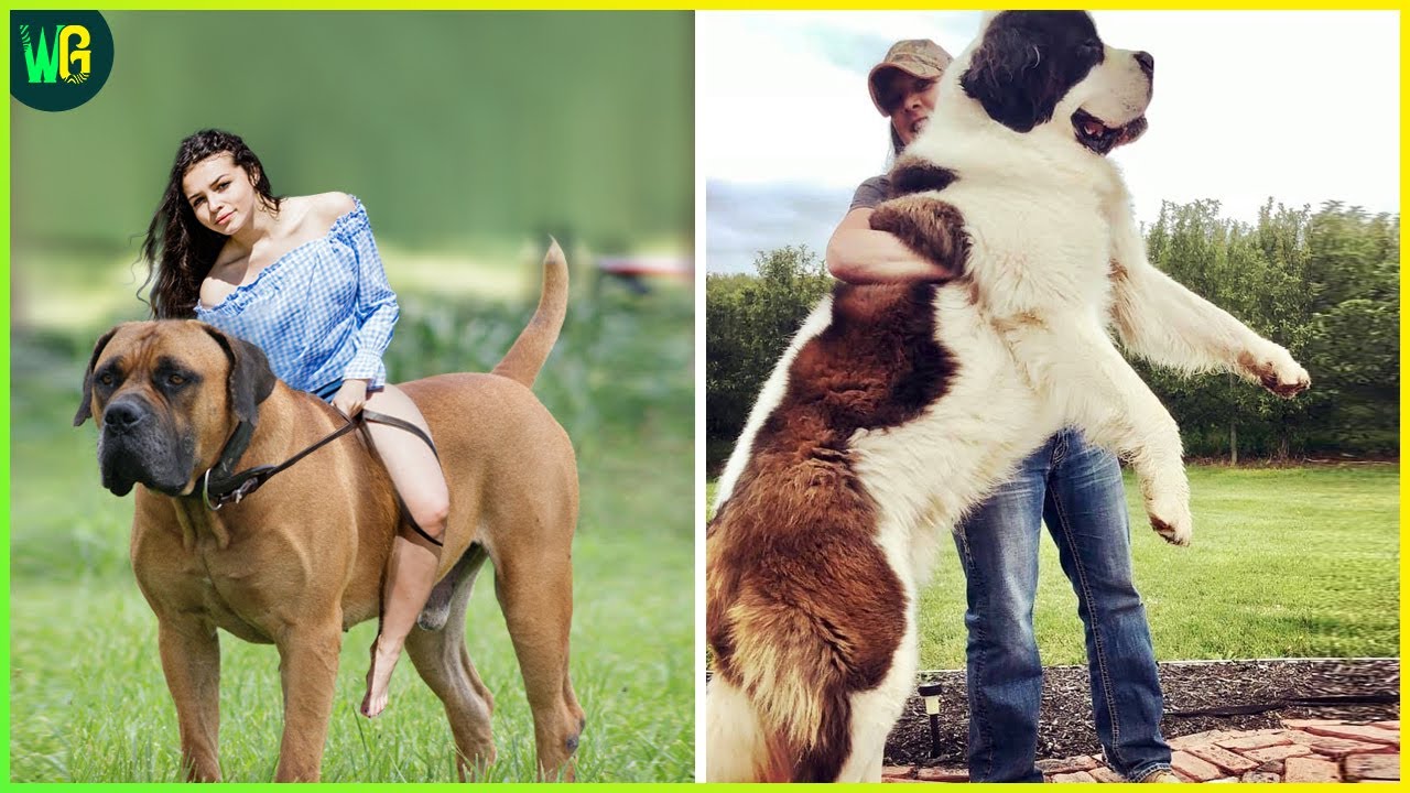 दुनिया के सबसे बड़े कुत्ते | Top 10 Biggest Dogs in the World | World’s Biggest Dog Breeds