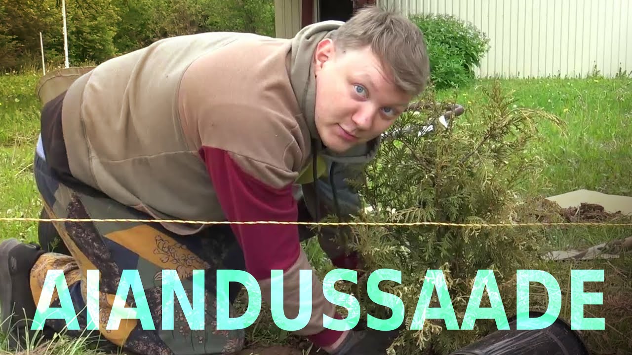Kuidas Istutada Elupuud?