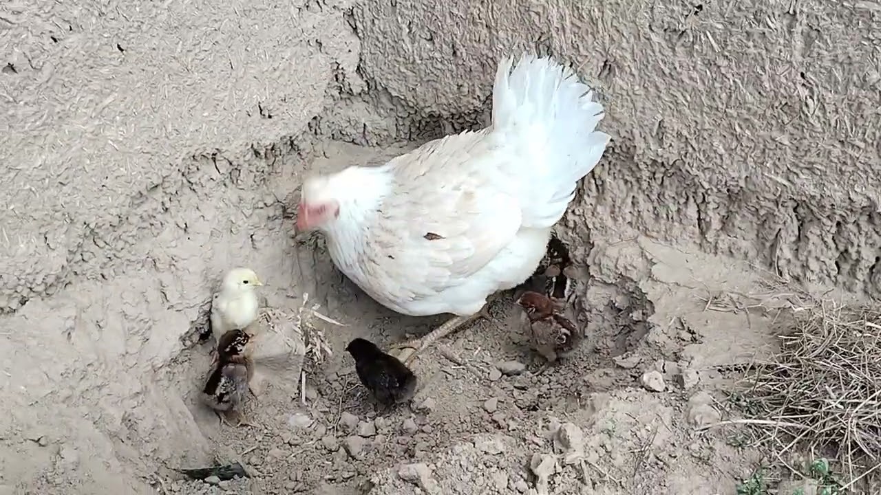Desi Hen with baby chicks 