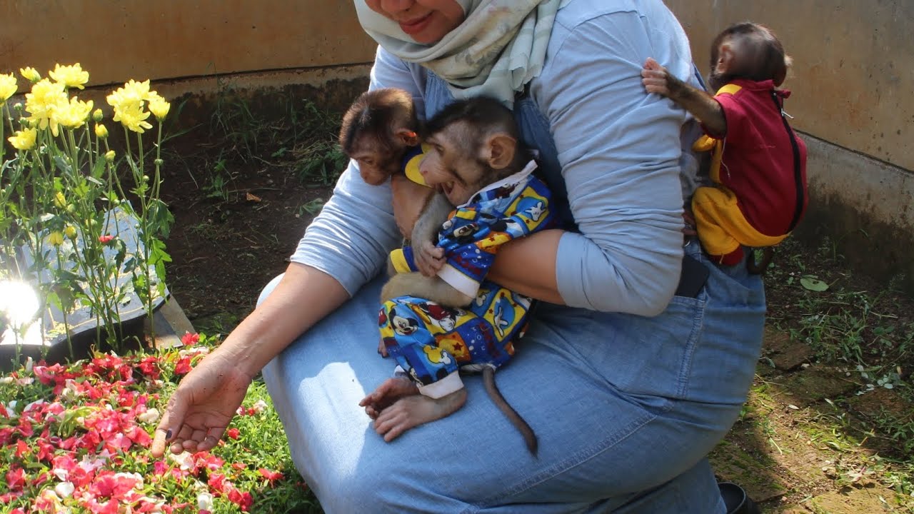 smart yuki, baby olla dan baby olli ziarah ke makam nenek | monkey video | #monyetlucu #babymonkey