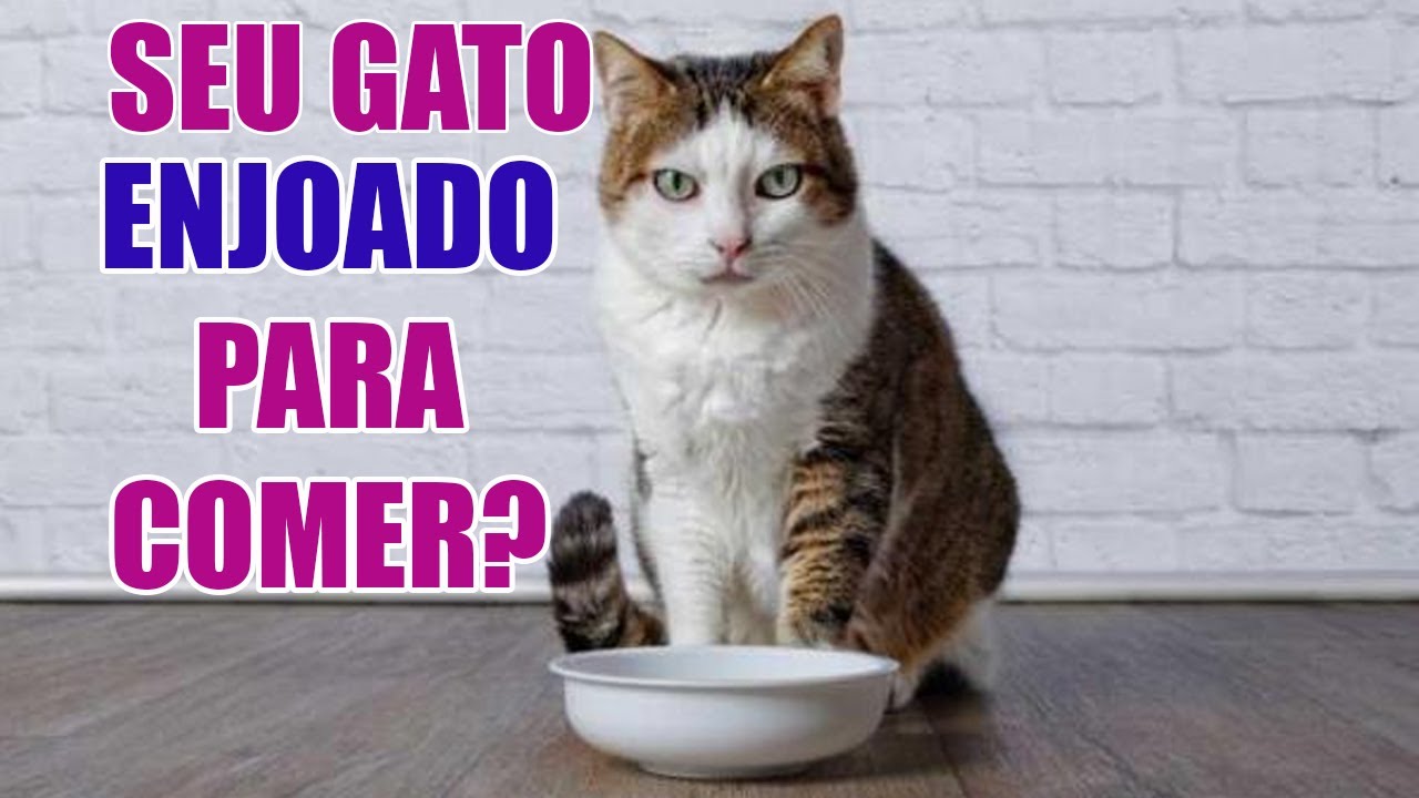 Seu gato enjoou da ração ou não aceita a ração nova?