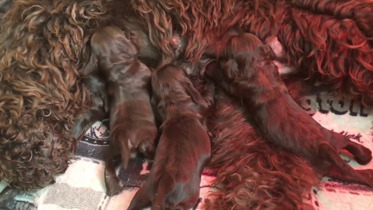 evolution des chiots