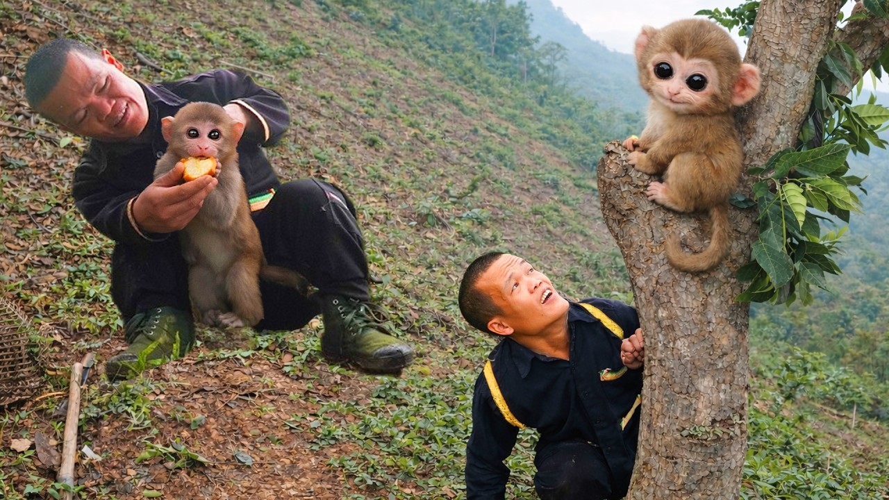 Dwarf Family Discovers Wild Monkeys Deep in the Forest | Primitive Survival Life